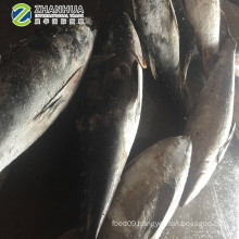 Best Quality Fresh Frozen Yellow Fin Tuna 20kg for Sale